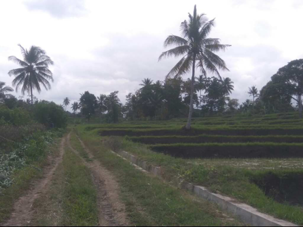 Banyuwangi KKN Desa Penari