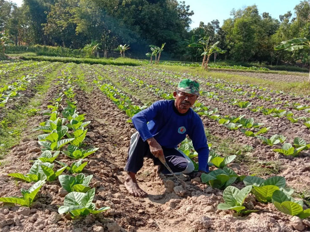 Petani Tembakau