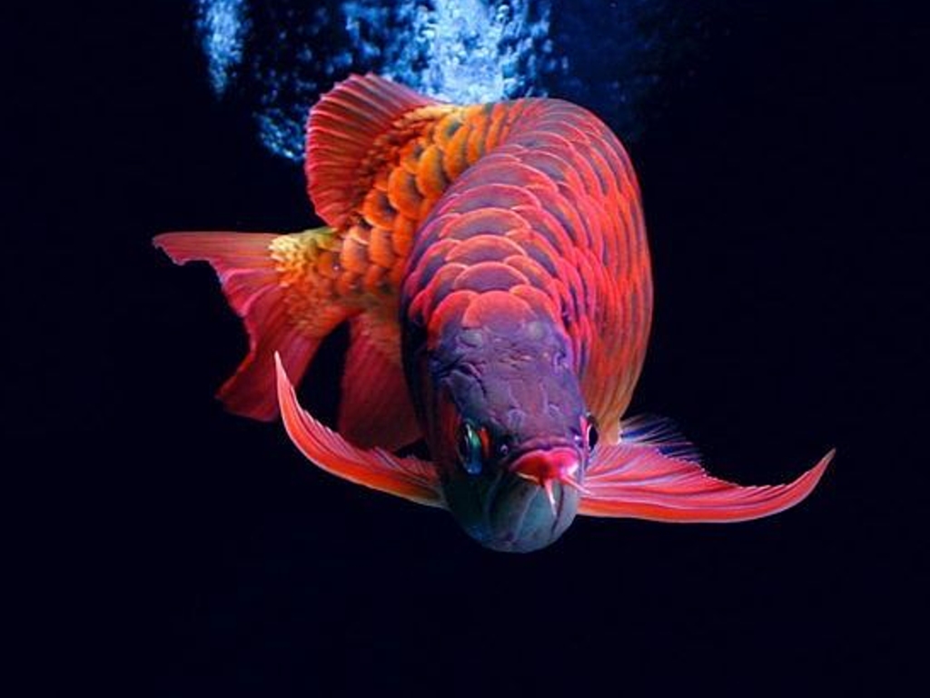 21 Gambar Wallpaper Ikan Richi Wallpaper