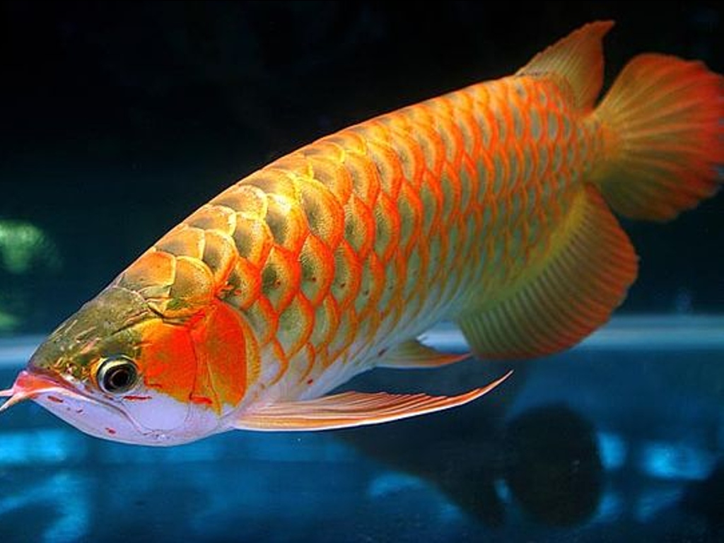 Lima Fakta Ikan Arwana Si Raja Ikan Hias | Tagar