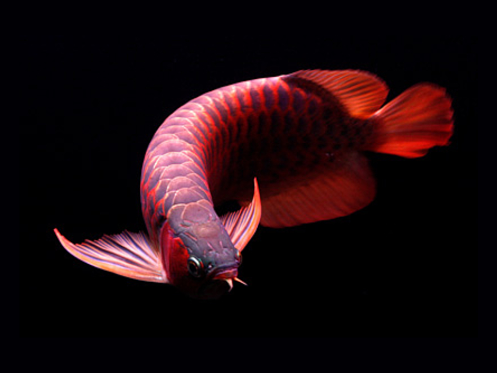Gambar Ikan  Arwana  Merah Gambar Ikan  HD 