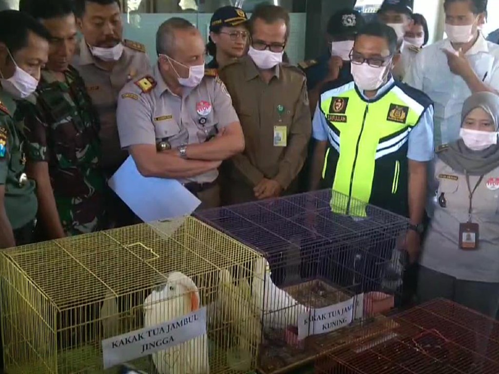 Penyelundupan Burung yang Dilindungi