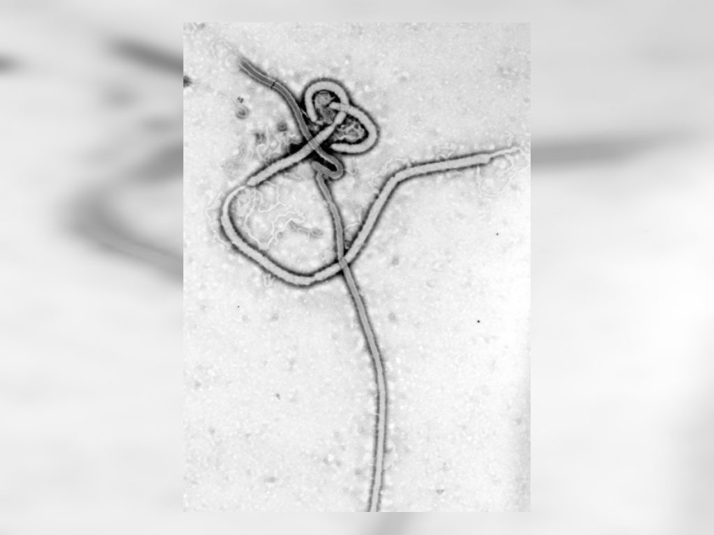 Virus Ebola