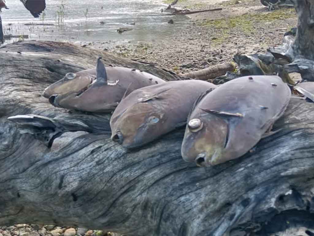 Ikan Mati di Ambon