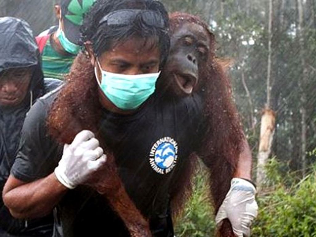 Foto Dampak Kebakaran Hutan  Terhadap Nasib Orangutan Tagar