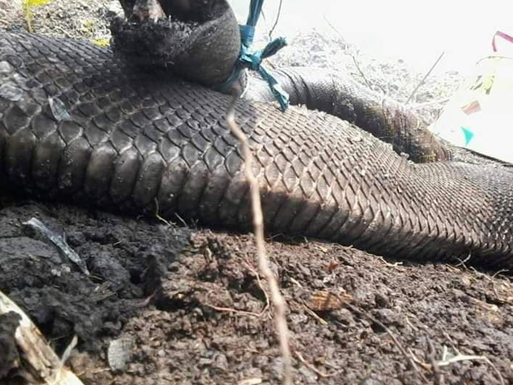 Foto Hutan Terbakar Ular  Raksasa  Mati Terpanggang Tagar