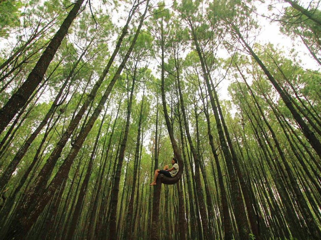 Hutan Pinus Kayon