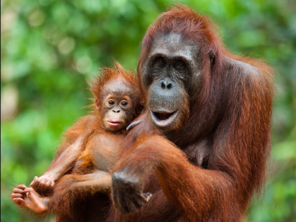Orangutan Indonesia nih Makhluk Hidup juga