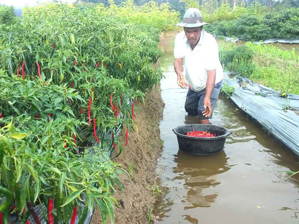 Tanaman cabai merah