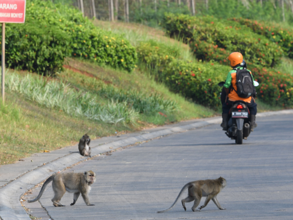 Monyet masuk pemukiman