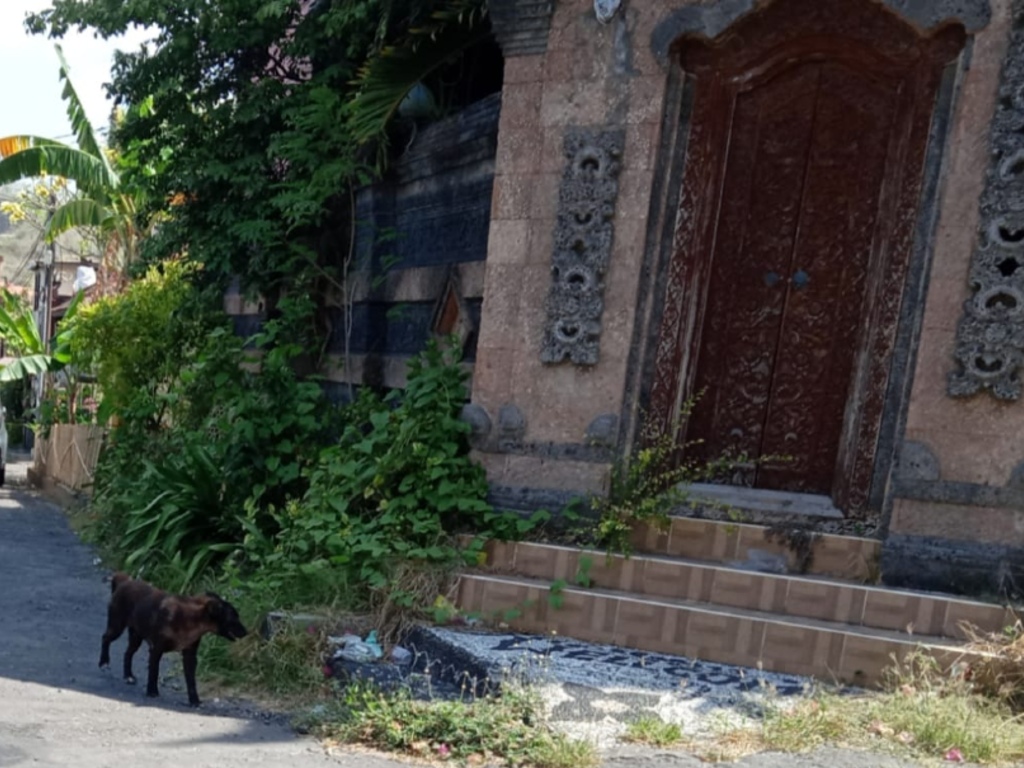 Anjing Liar di Bali