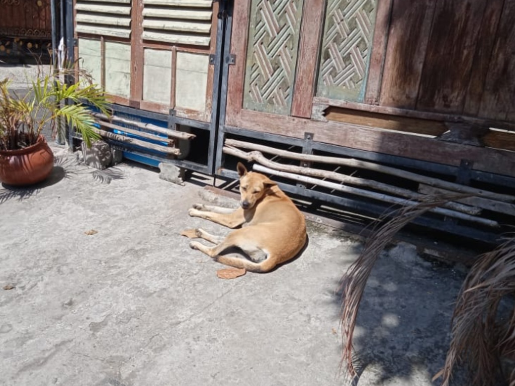 Anjing Rabies di Bali