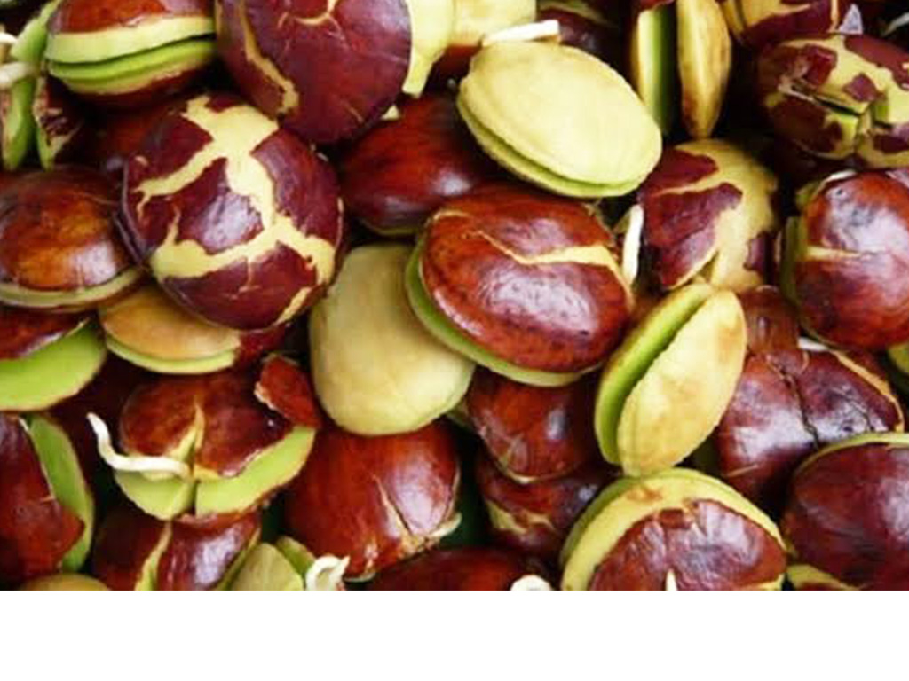 Jengkol