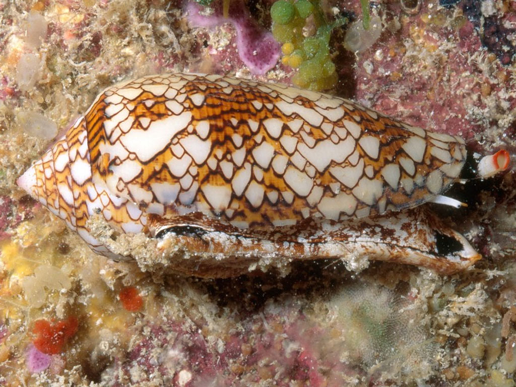 Cone Snail