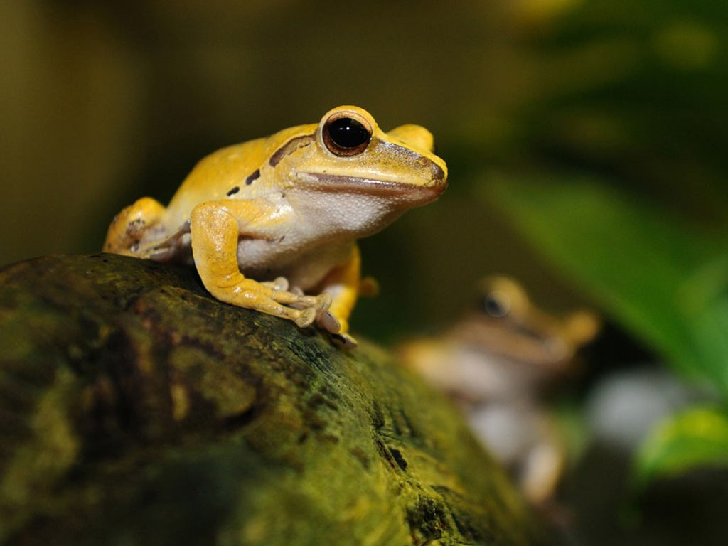 Katak Panah Emas