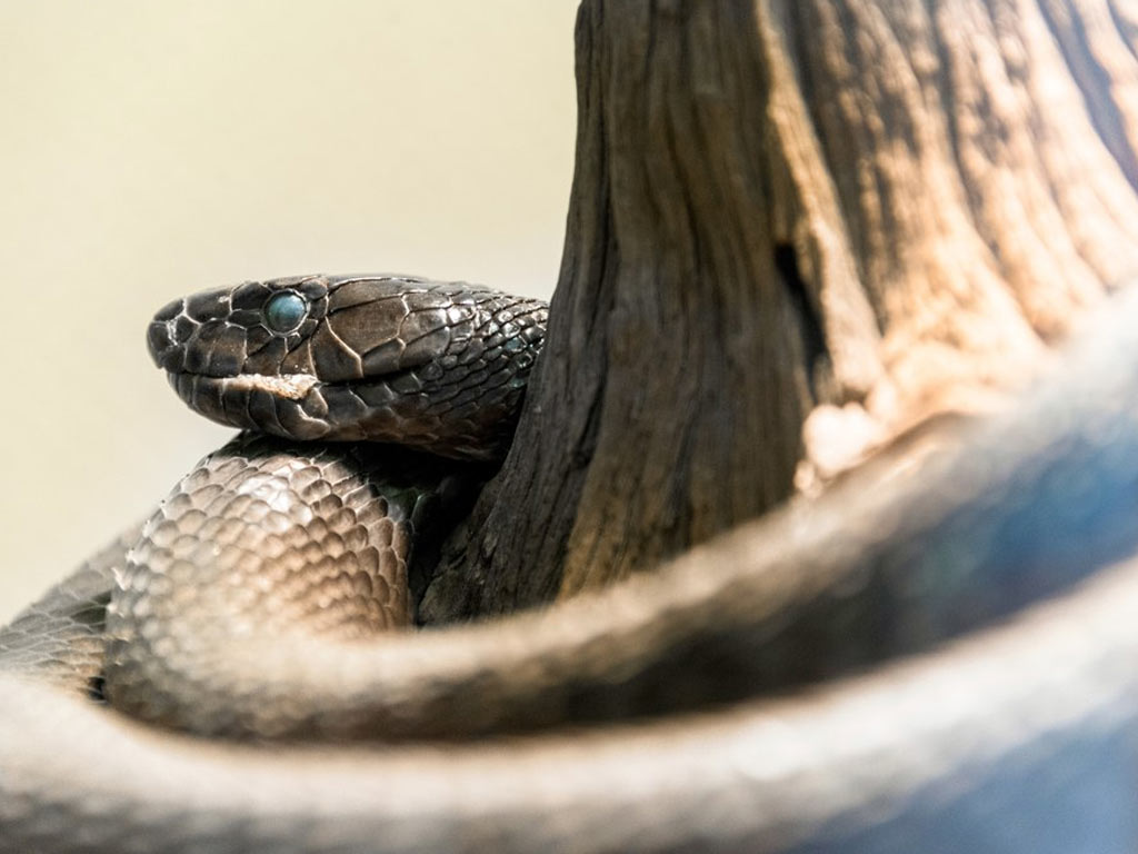 Mamba Hitam