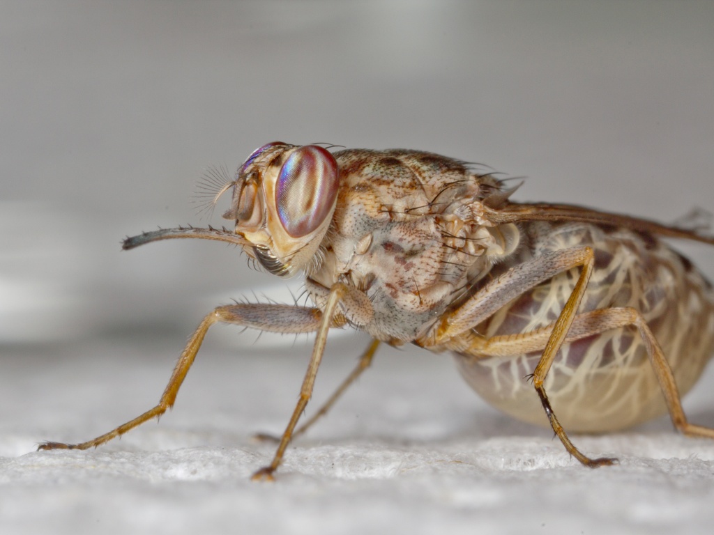 Lalat Tsetse