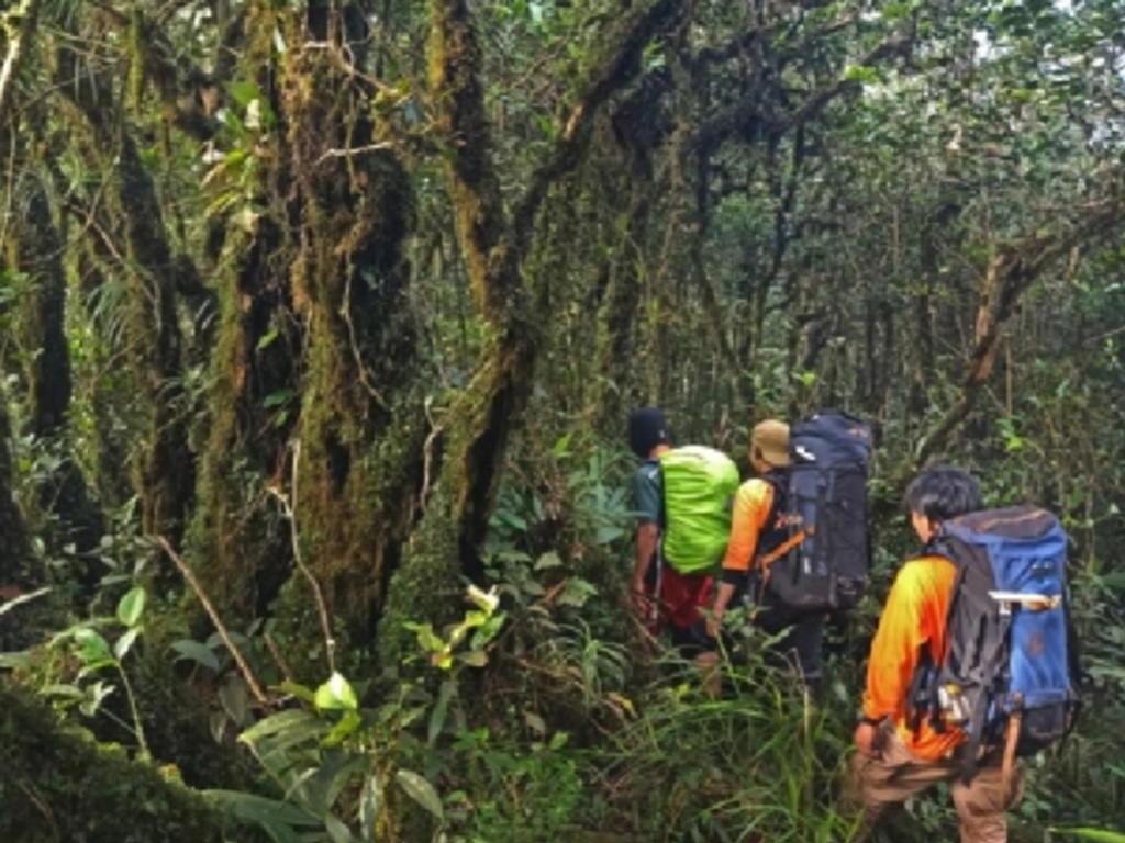 Hutan di Gunung Haur Bunak Kalimantan Selatan