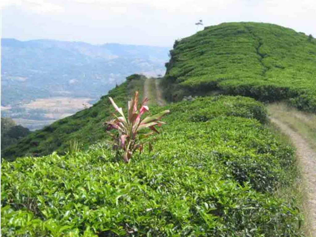 Kebun Teh Pegaliran