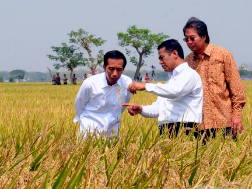 Jokowi Panen Padi
