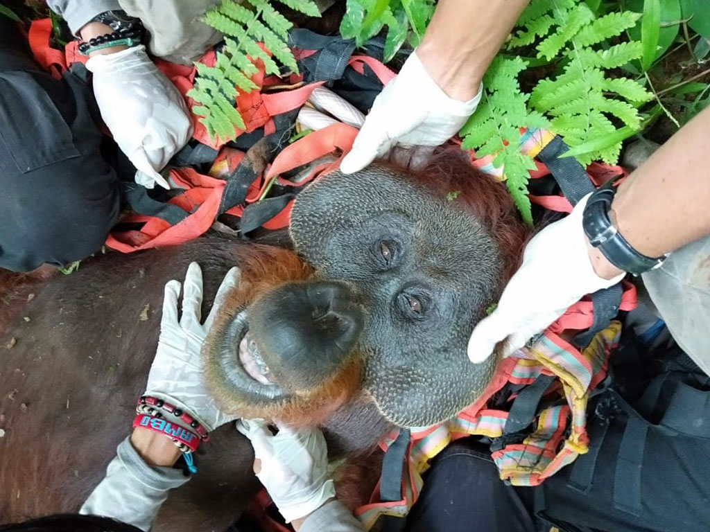 Orang Utan