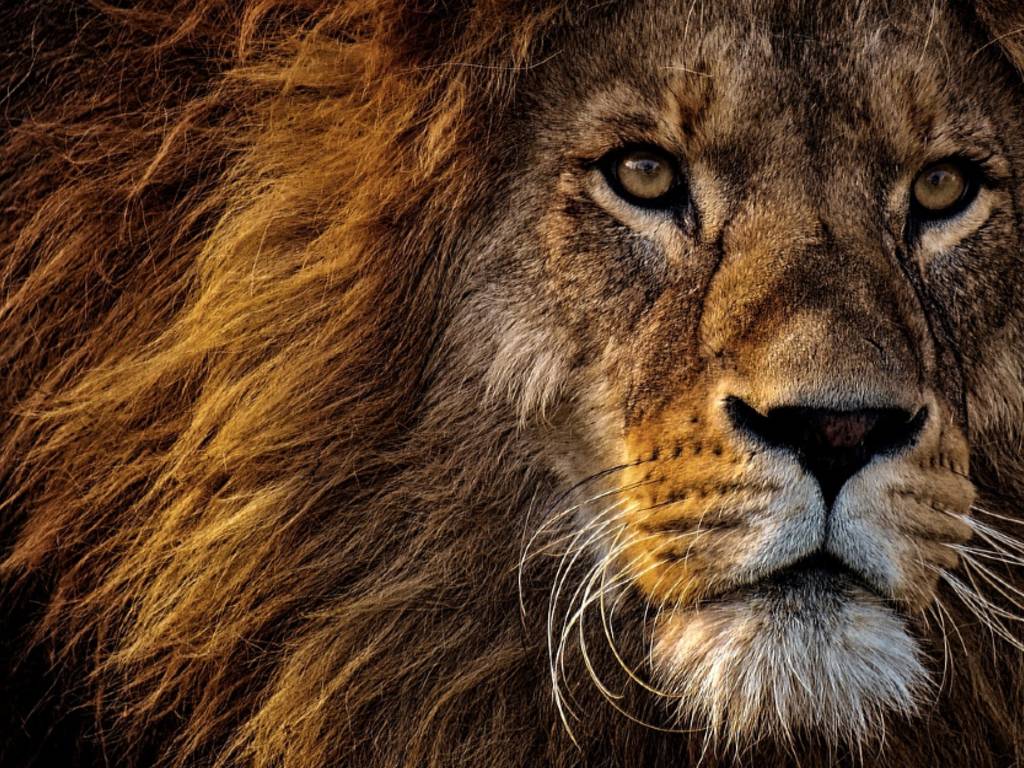 singa.(pixaybay.com)