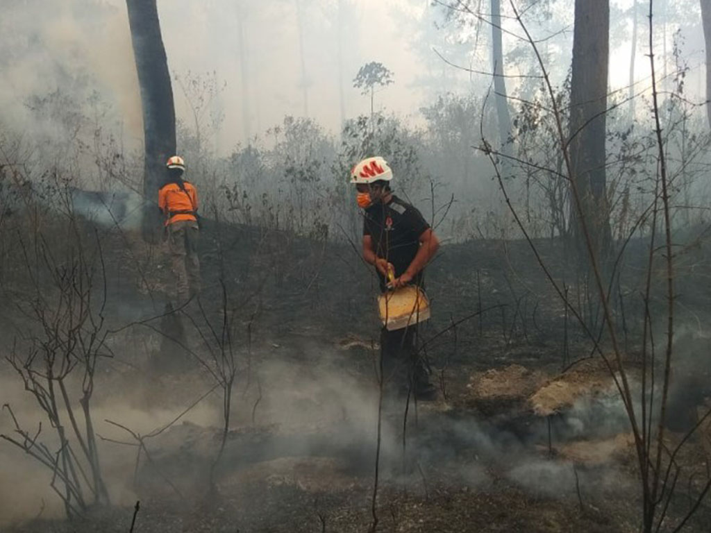 Kebakaran Hutan