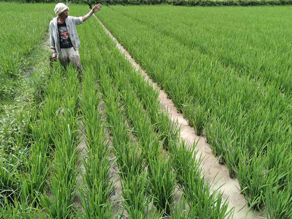 Lahan Sawah di Dairi