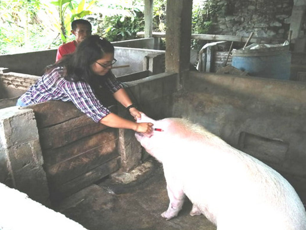 Virus Diduga Hog Cholera Serang Babi