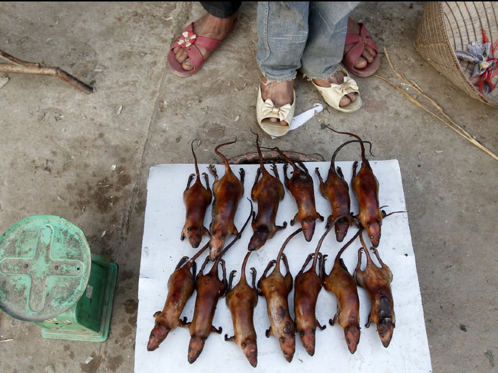 Tikus Bakar-Vietnam