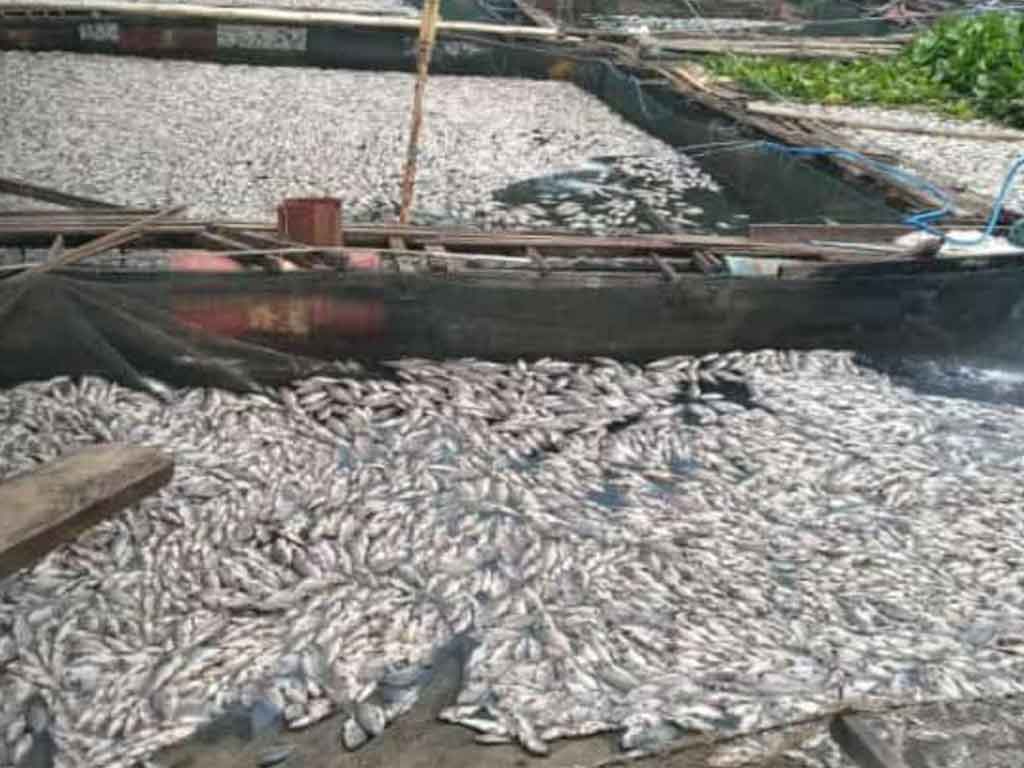 Ikan Mati di Banjar