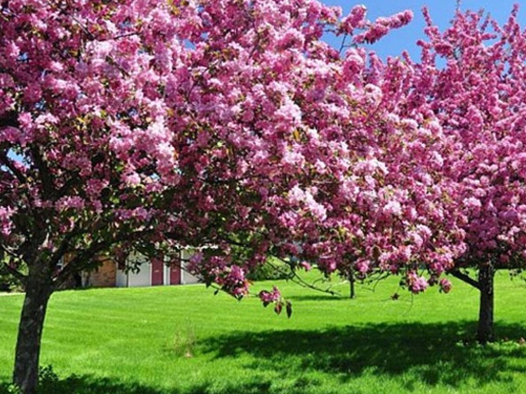 Tempat Wisata Bunga Sakura Di Indonesia