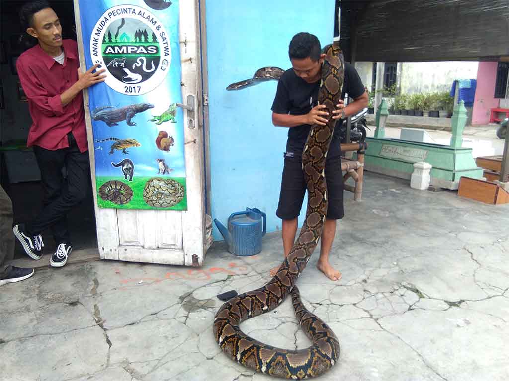 Yoga, ketika memegang ular kesayangannya