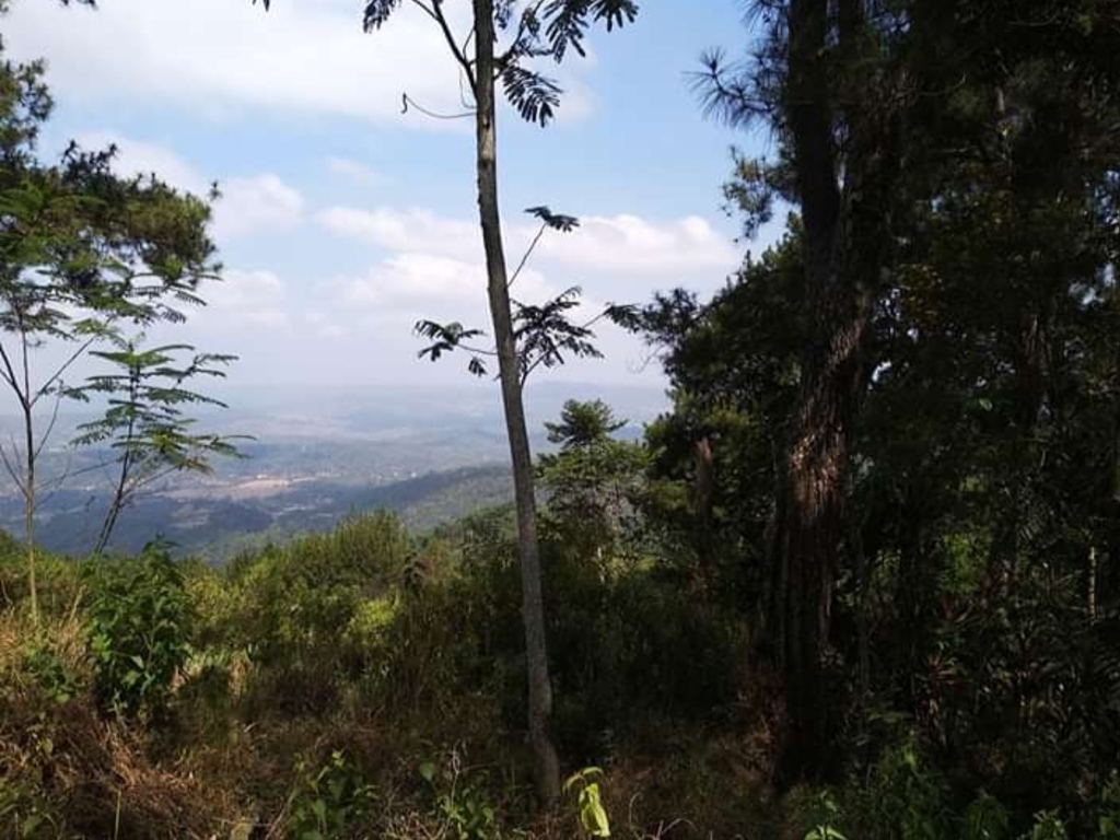 Hutan terlarang di Cilacap