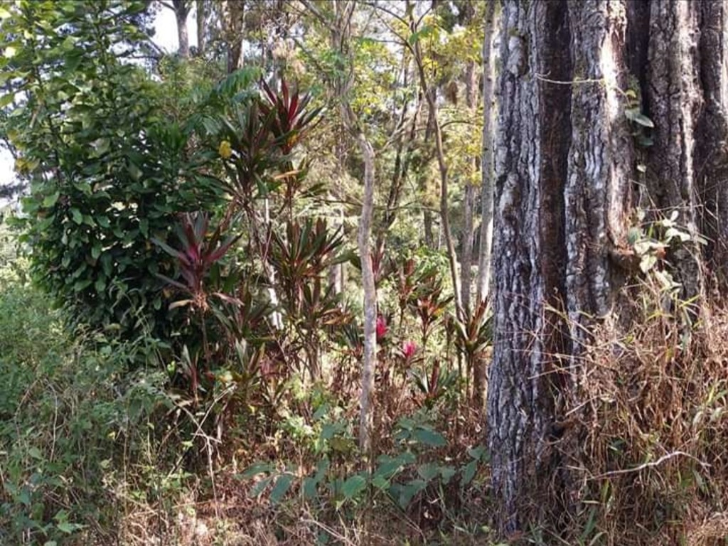 Hutan Awi Ngambang di Cilacap