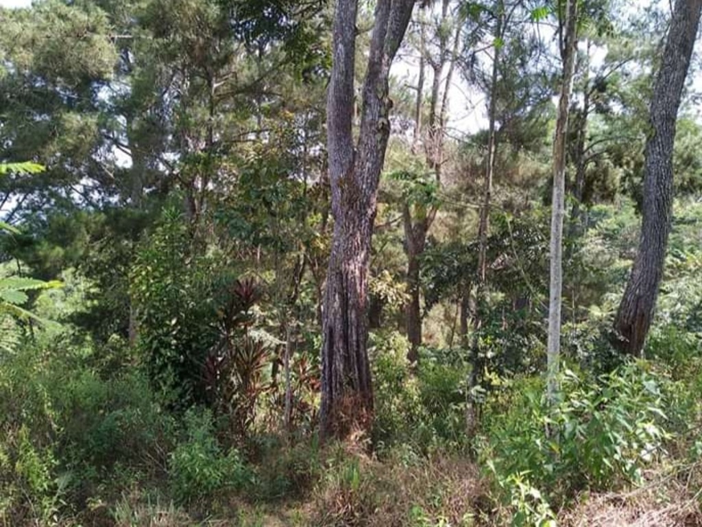 Hutan Awi Ngambang di Cilacap
