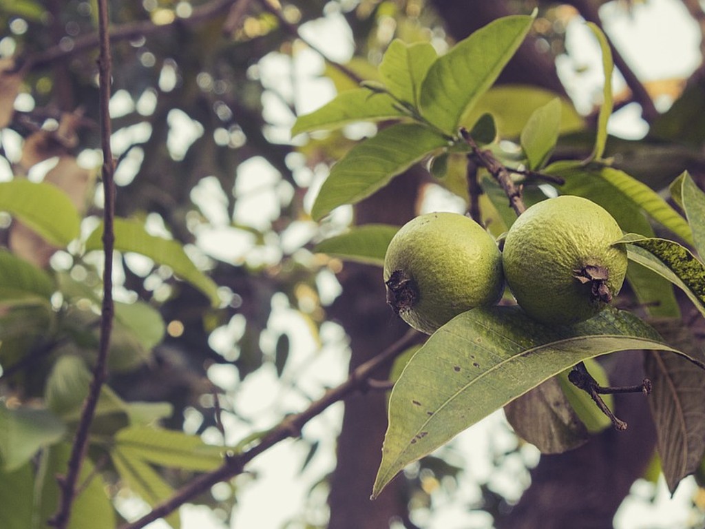 Daun Jambu Biji