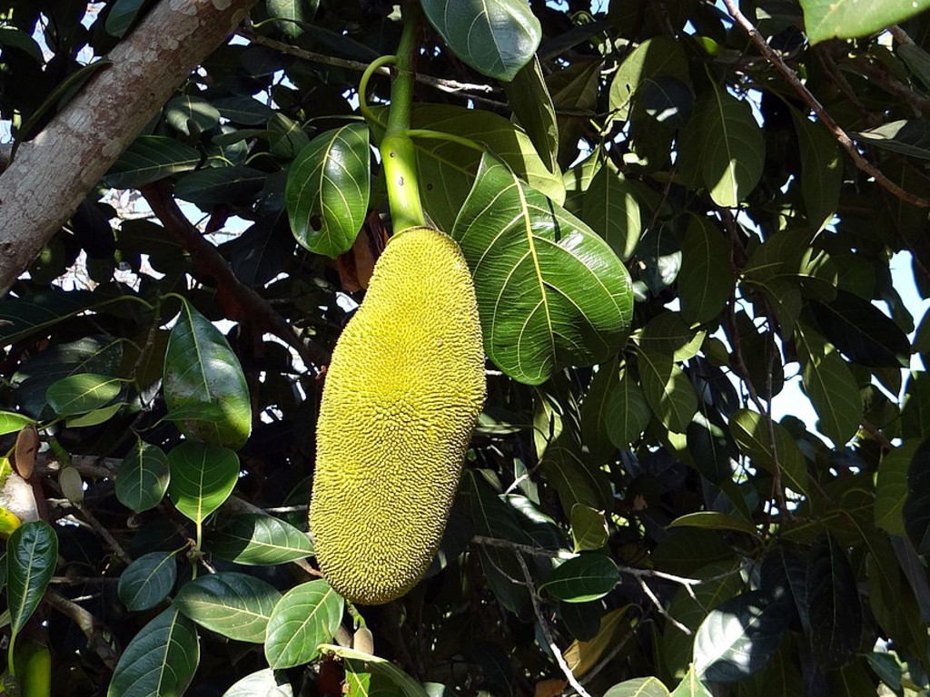 Berikut 5 daun  buah buahan yang bermanfaat untuk kesehatan