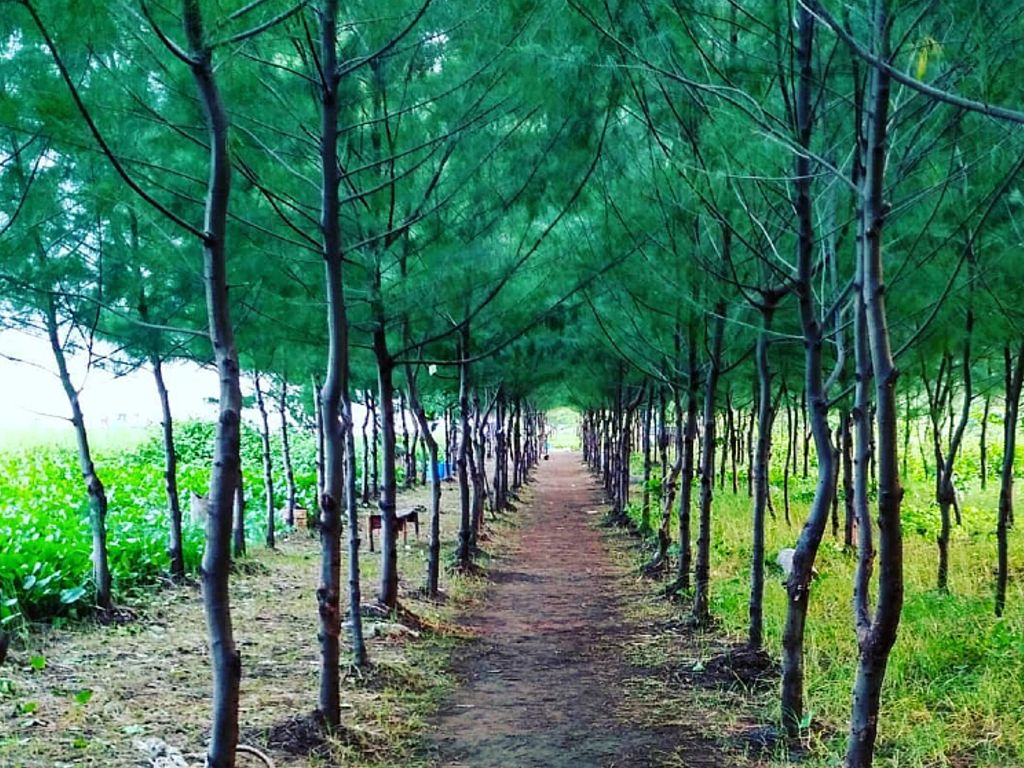Hutan Mangrove Karangsong Indramayu