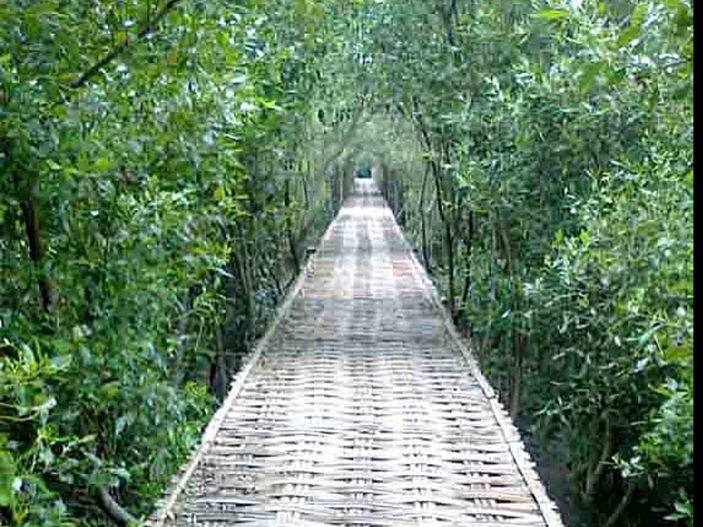Mangrove Wonorejo