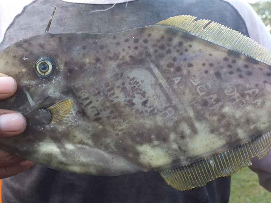 Ikan Ambon Terbalik