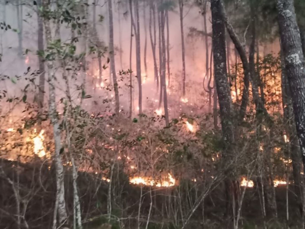 Kebakaran Hutan