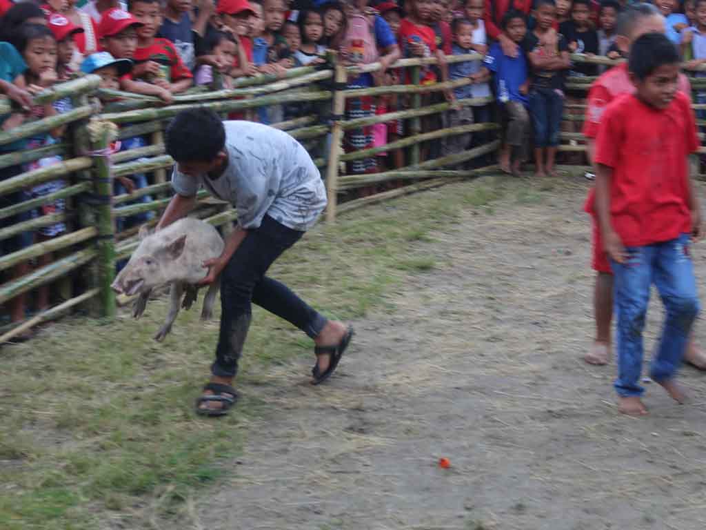 Menangkap Babi