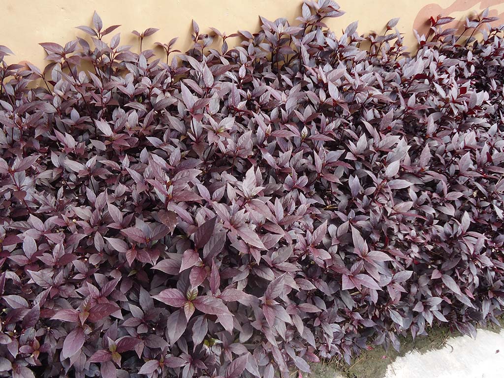 Manfaat daun ungu untuk wasir