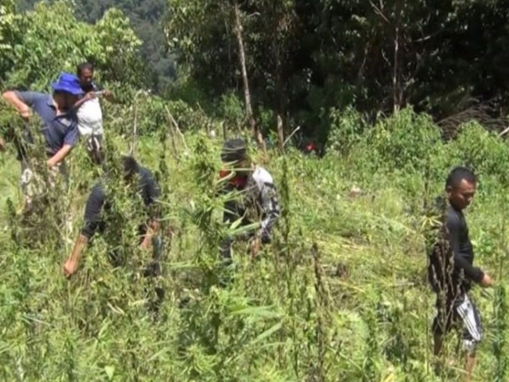 Ladang Ganja