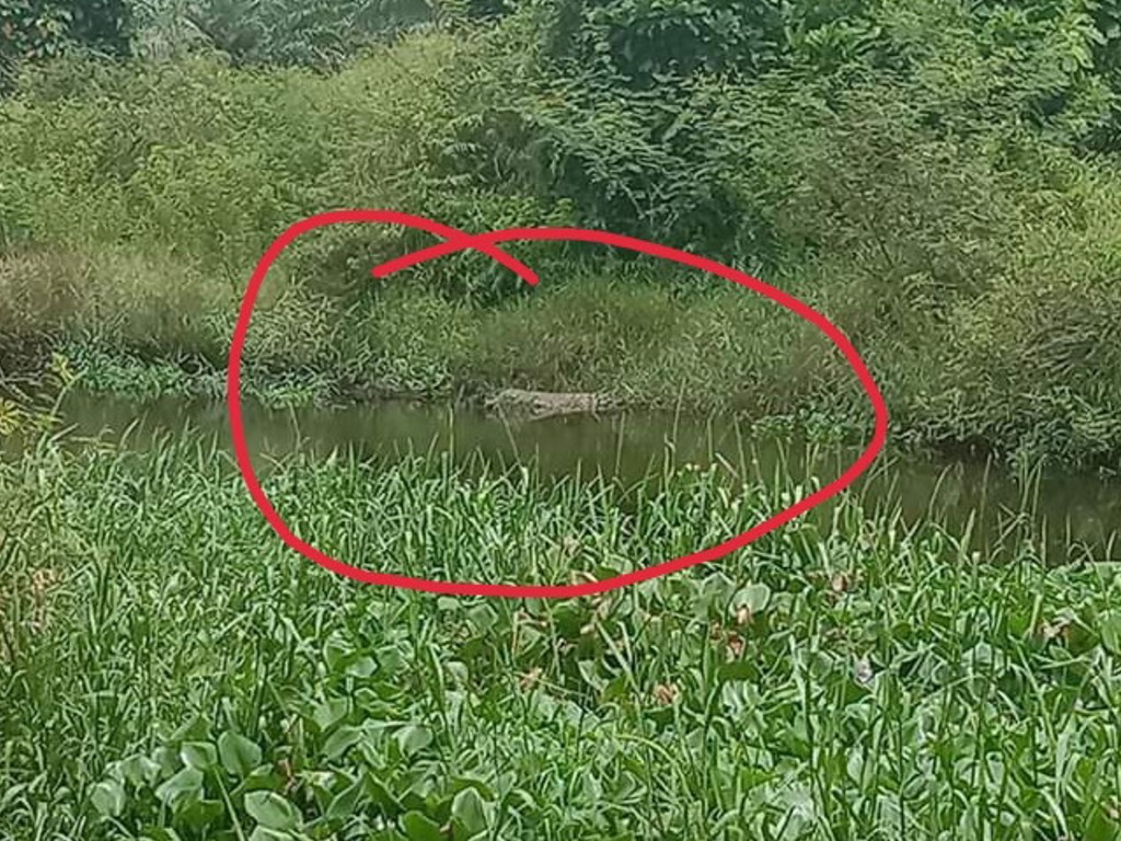 Buaya