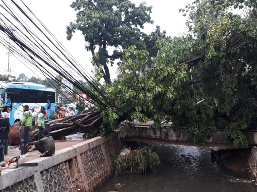 Pohon Tumbang