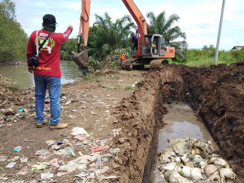 Bangkai Babi dikubur