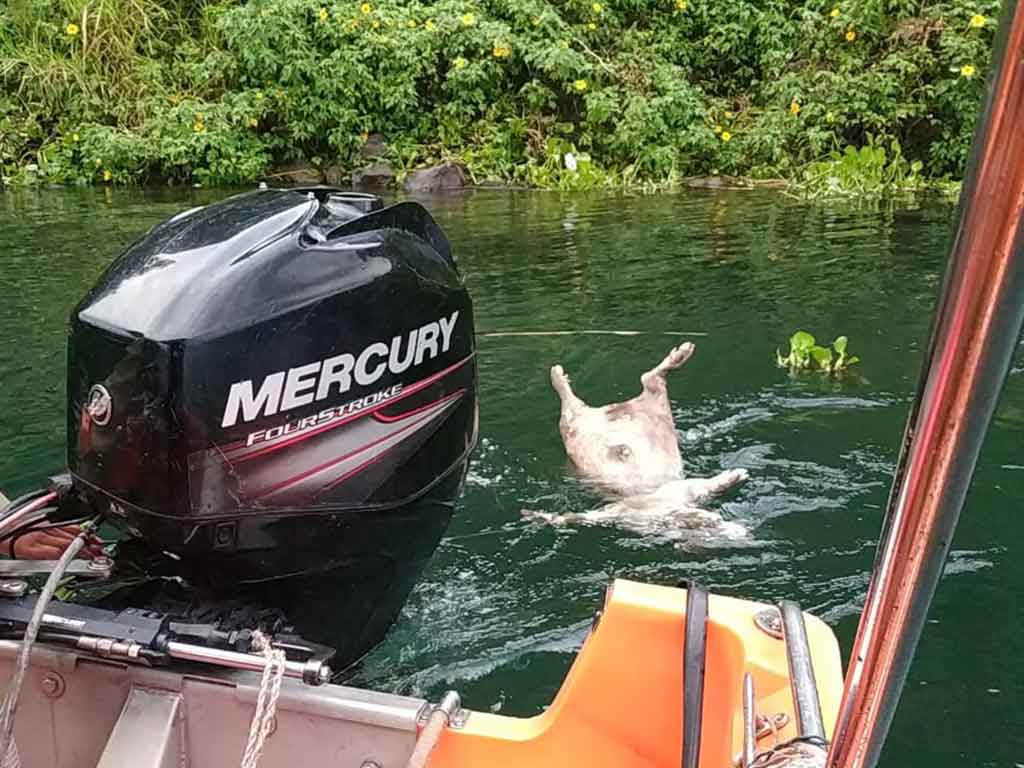 Babi di Danau Toba