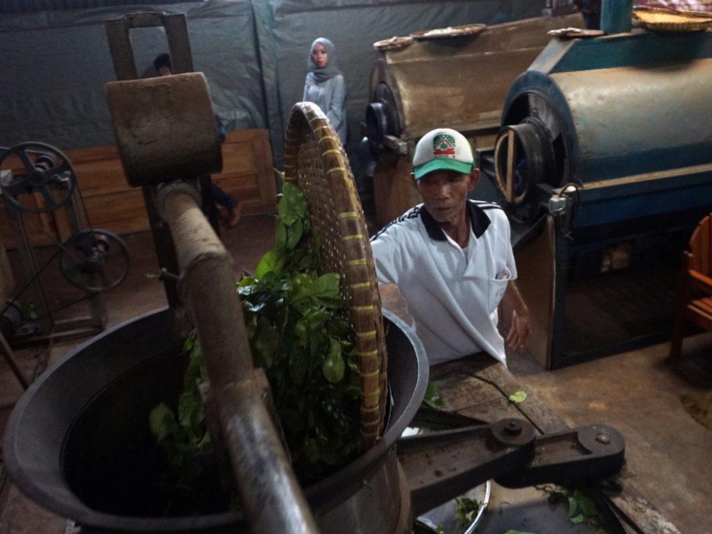 Petani Teh